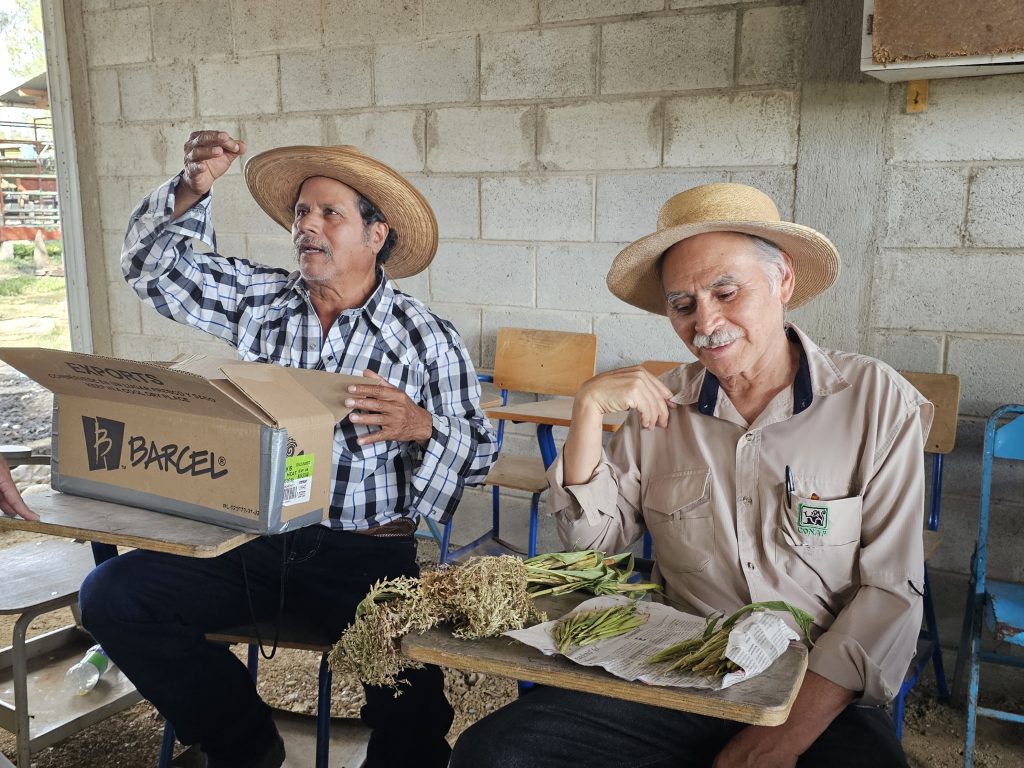 De izquierda a derecha:  Venancio Samayoa Garza explica lo alto que crece el pariente silvestre del maíz conocido popularmente como Milpa de Rayo, del cual, César Azurdia, a su par, tiene unos ejemplares sobre el escritorio donde está sentado.